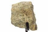 Dinosaur (Triceratops) Frill Shield Edge w/ Stand - South Dakota #378563-2